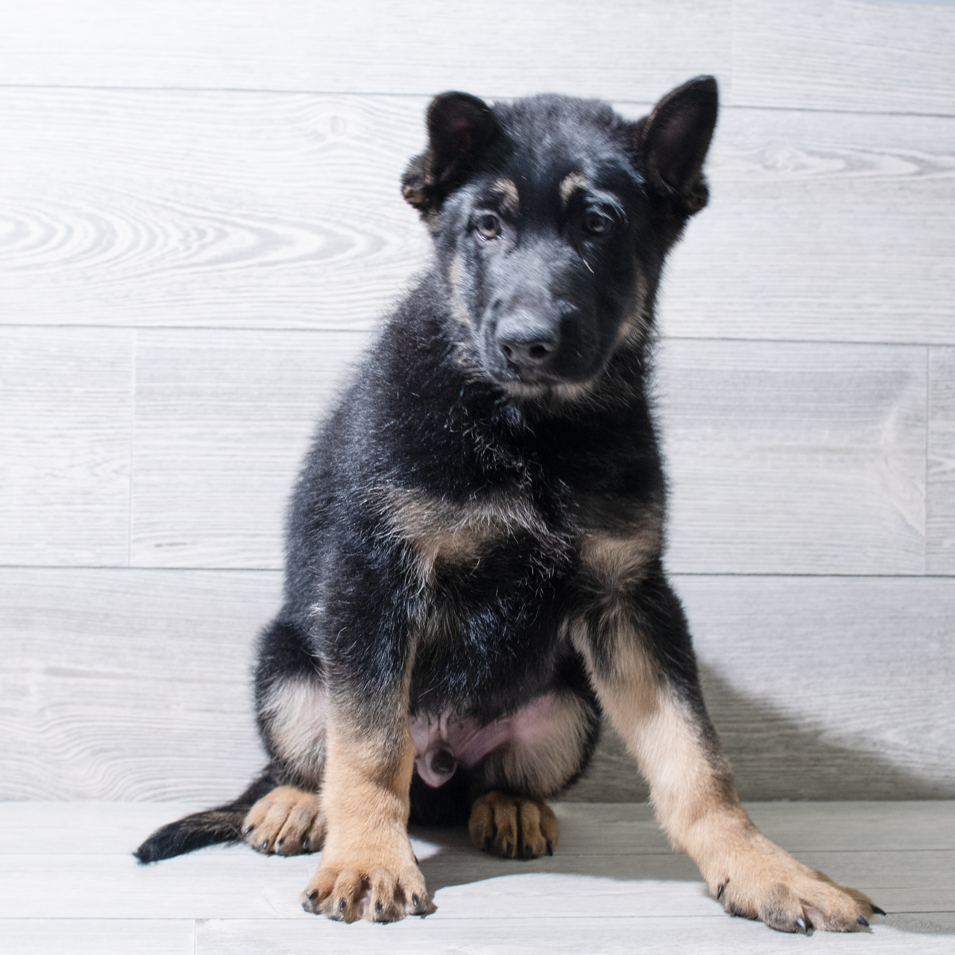 German Shepherd Dog (M) 5037 Image #1