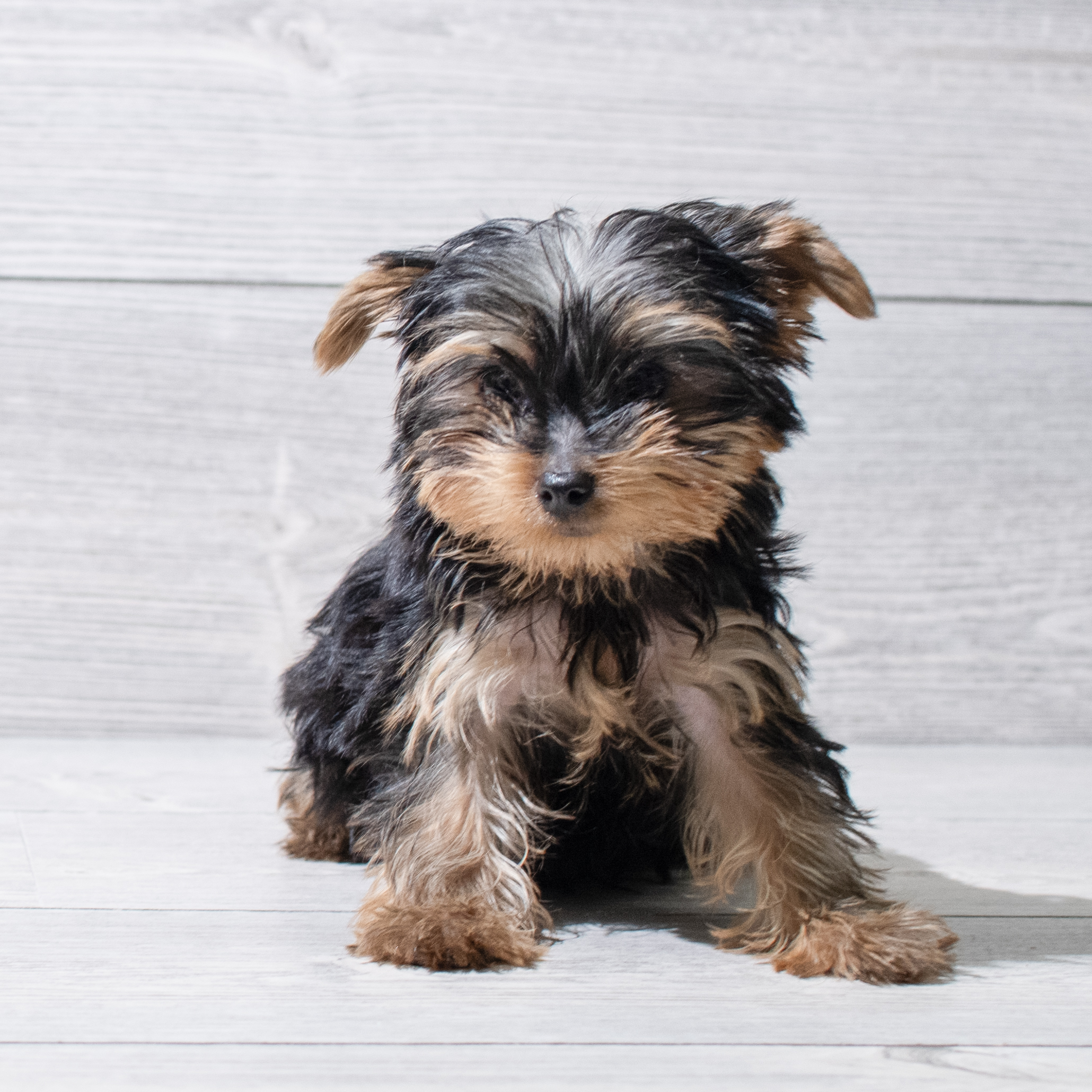 Yorkshire Terrier (M) 5052 Image #1