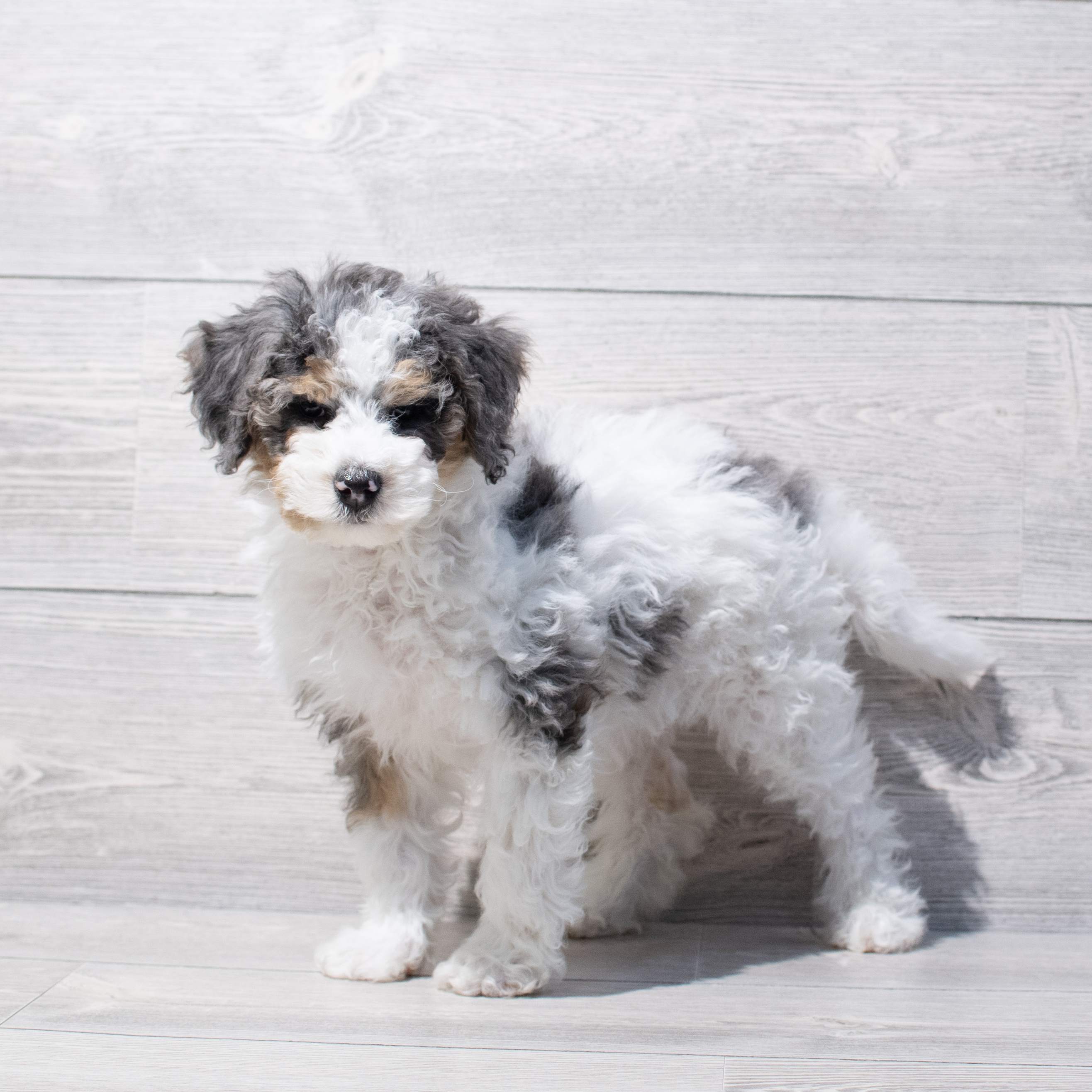 Bernedoodle Micro Mini (F) 1735 Image #1