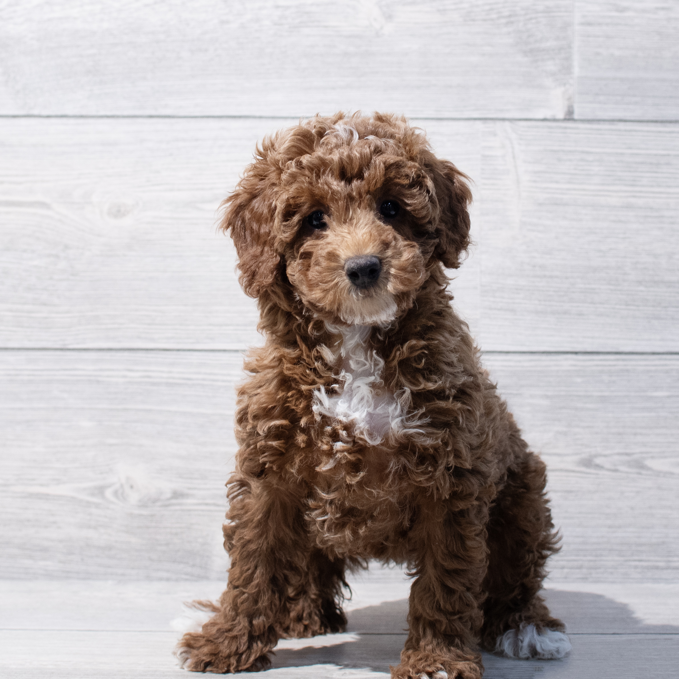 Goldendoodle Mini F1b (F) 1736 Image #1