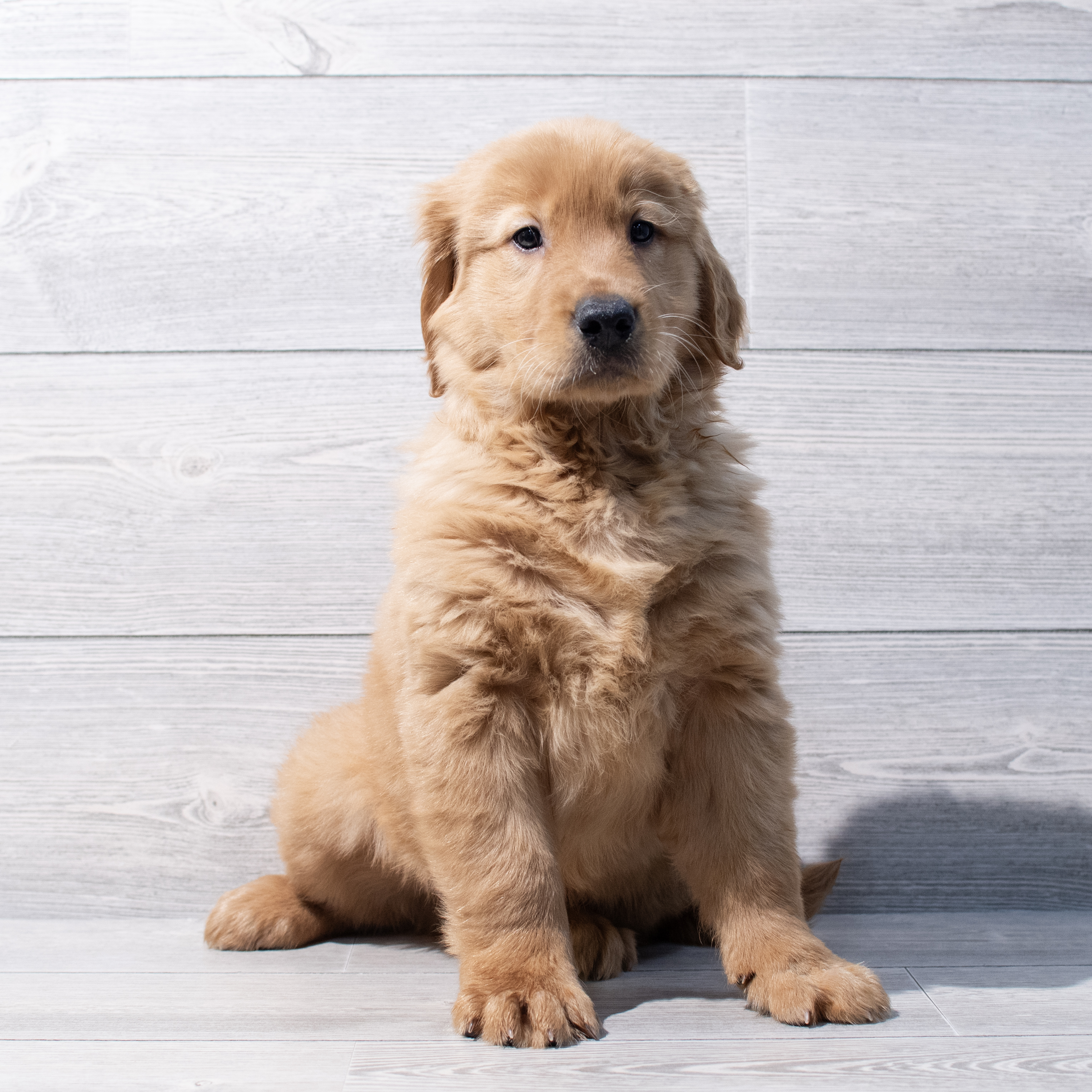 Golden Retriever (M) 1728 Image #1