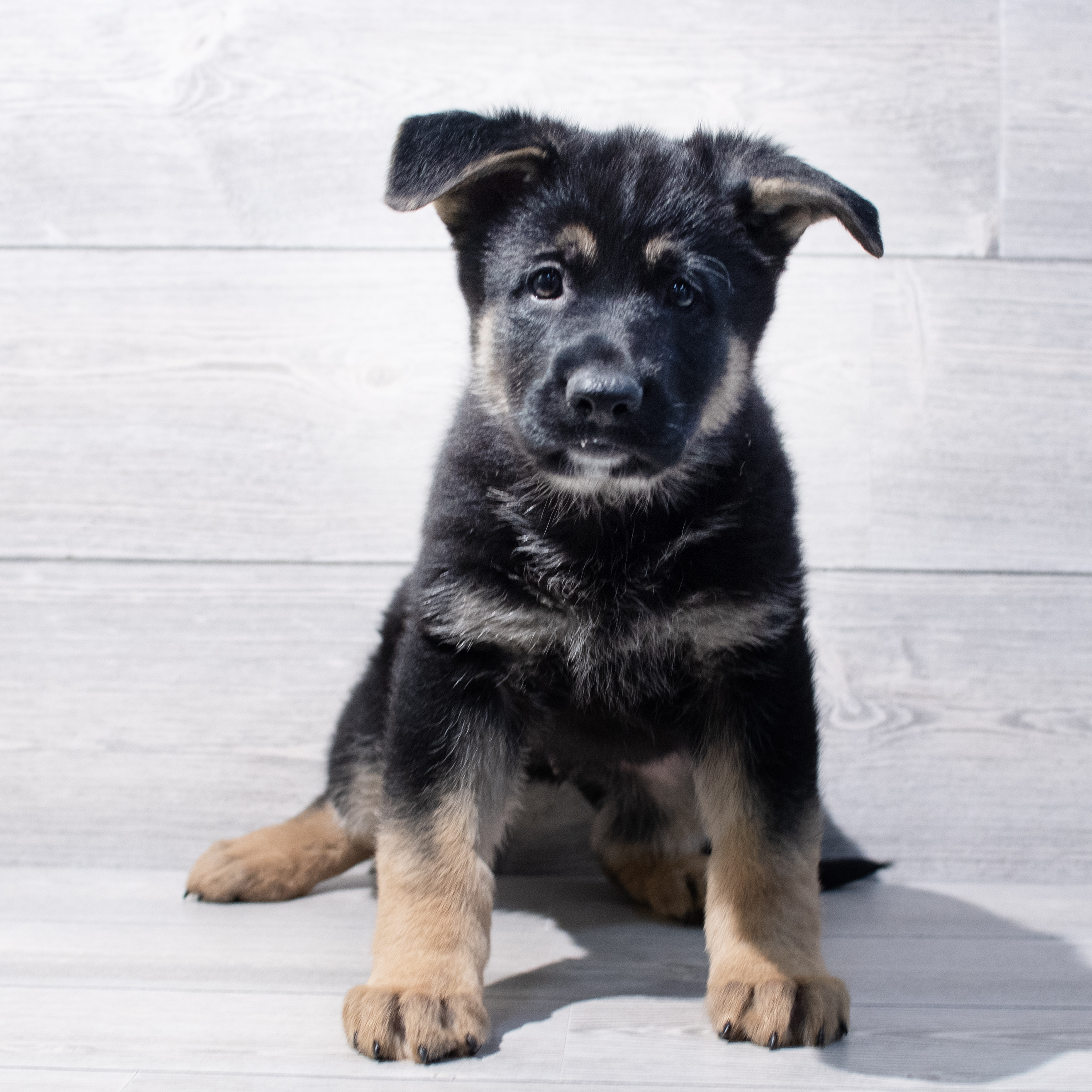 German Shepherd Dog (M) 1727 Image #1