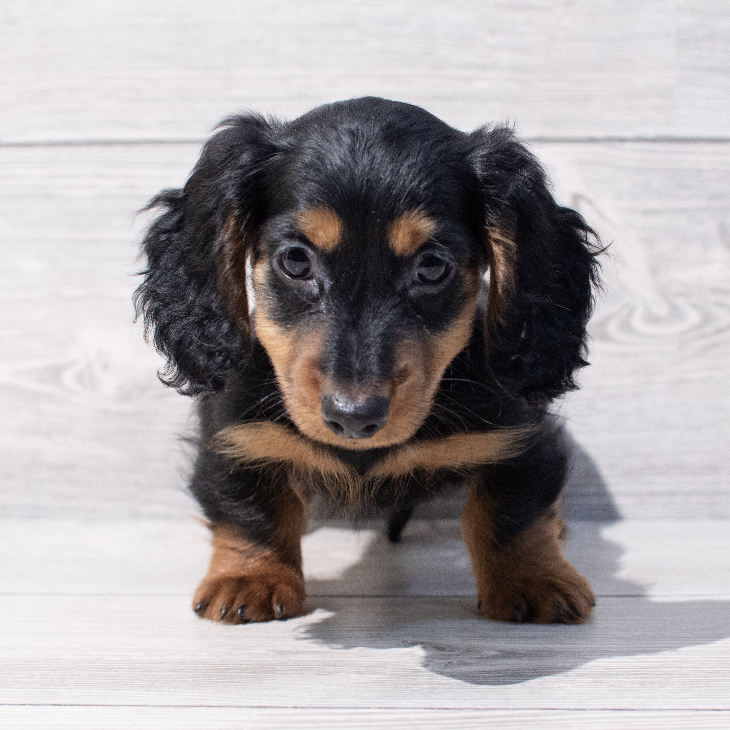 Dachshund (M) 1740 Image #1