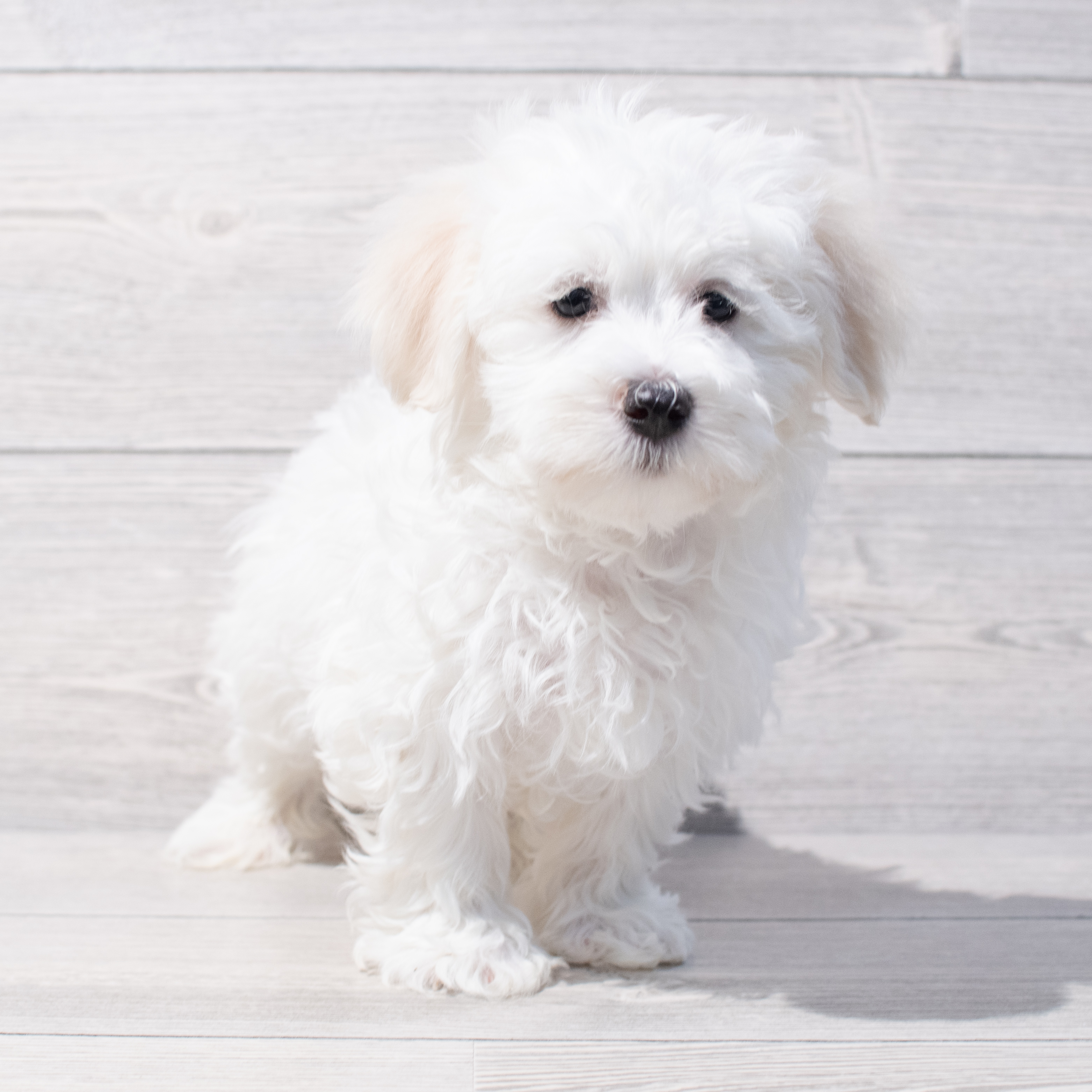 Havanese (M) 1741 Image #1