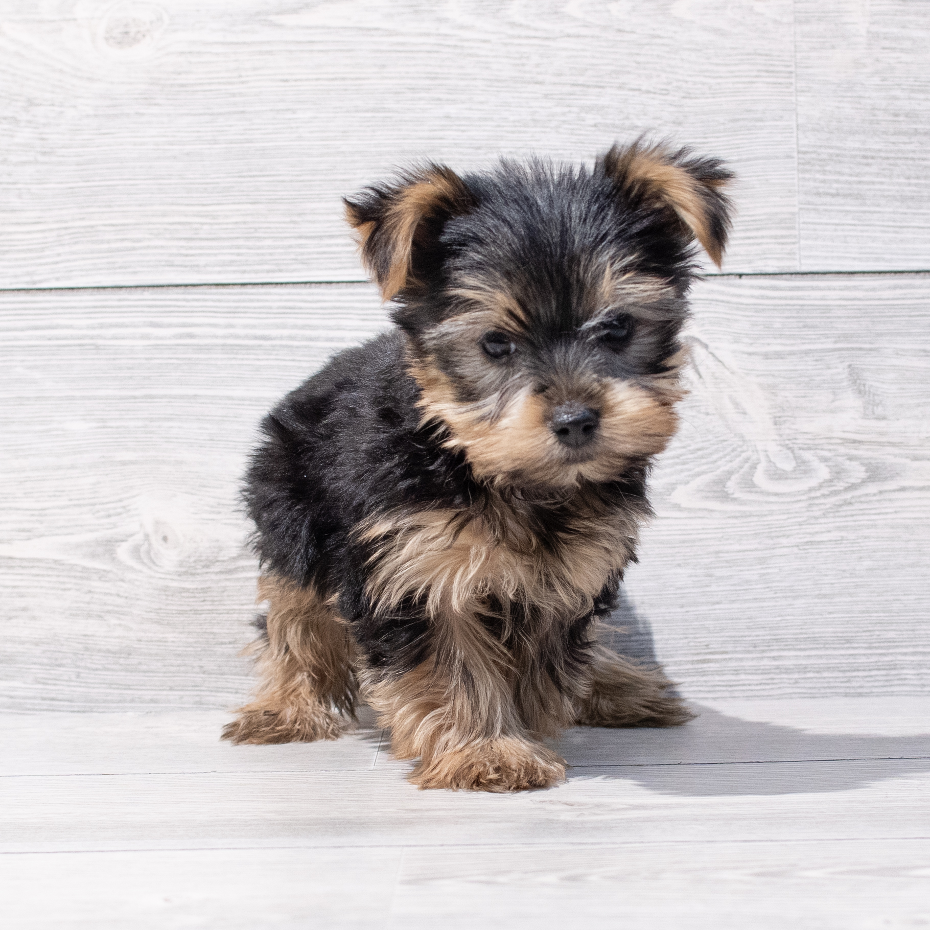 Yorkshire Terrier (M) 1744 Image #1