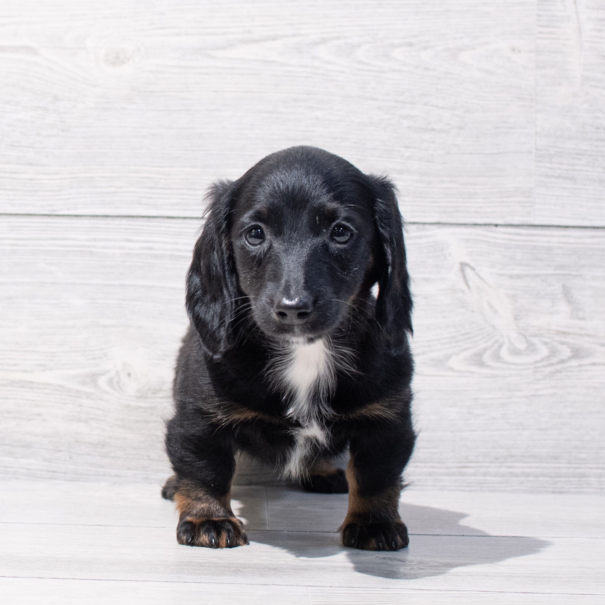 Dachshund (F) 1738 Image #1