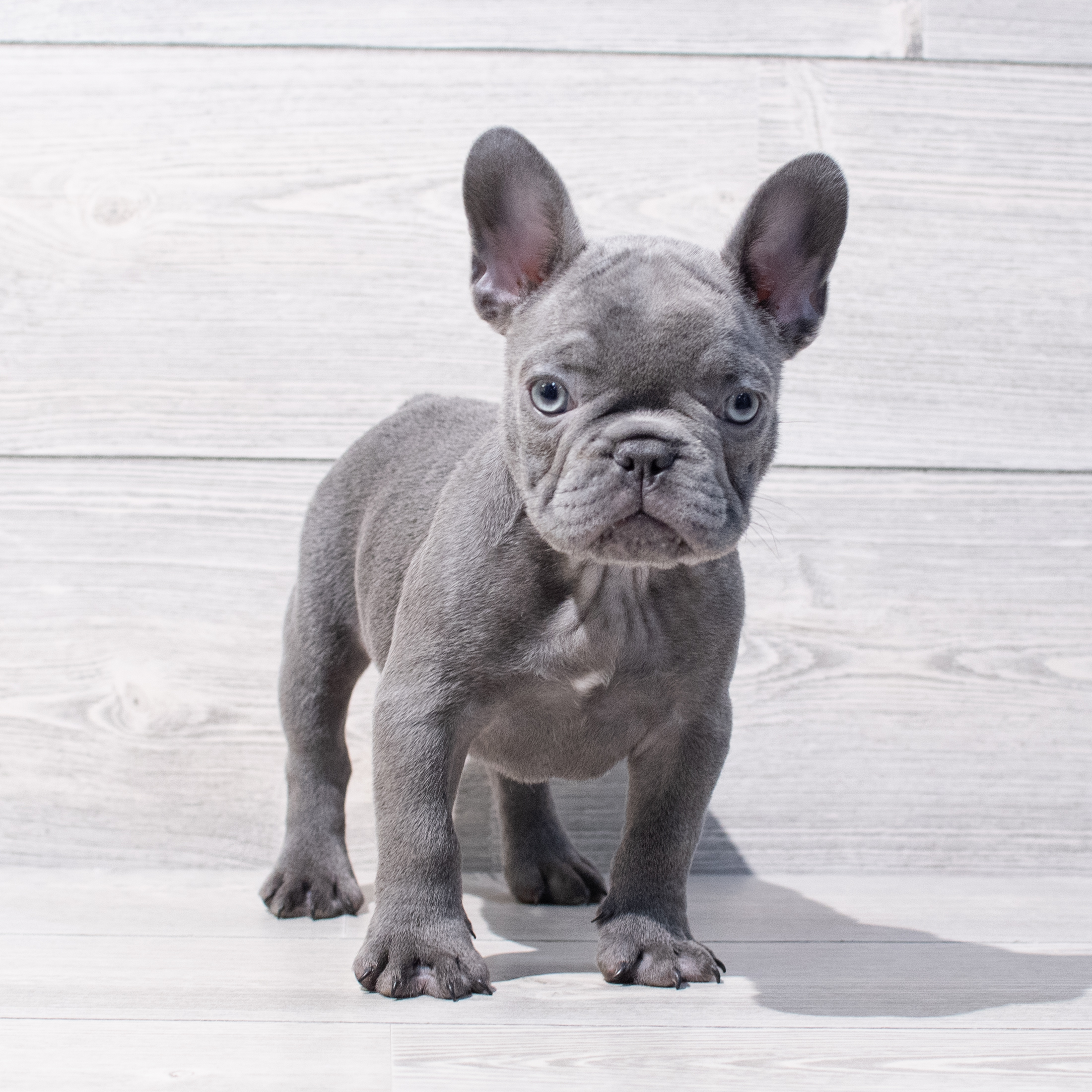 French Bulldog (M) 1734 Image #1