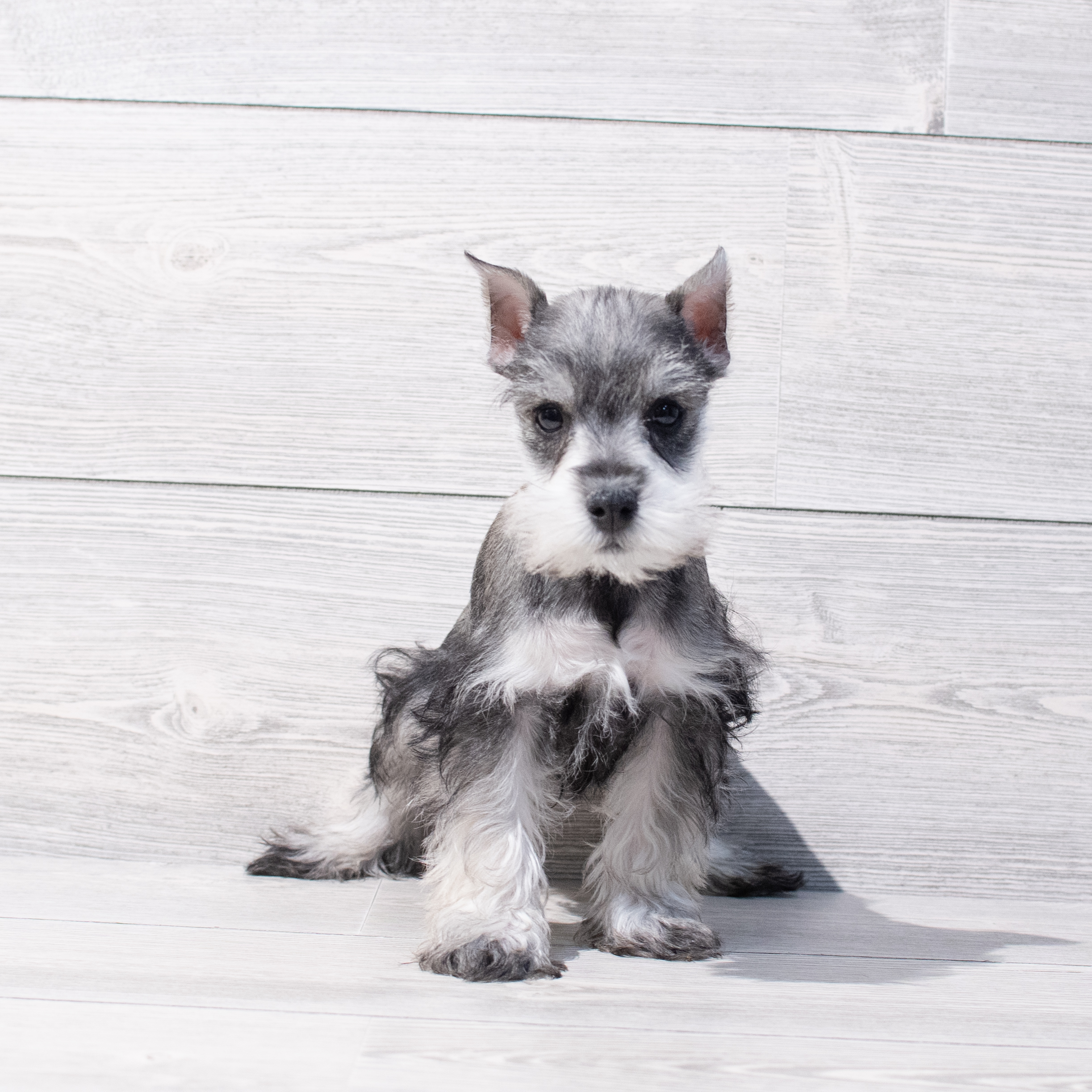 Miniature Schnauzer (M) 1733 Image #1