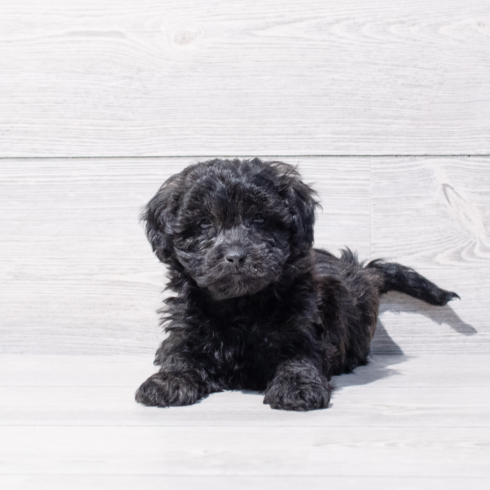 Daisy Dog (M) 1732 Image #1