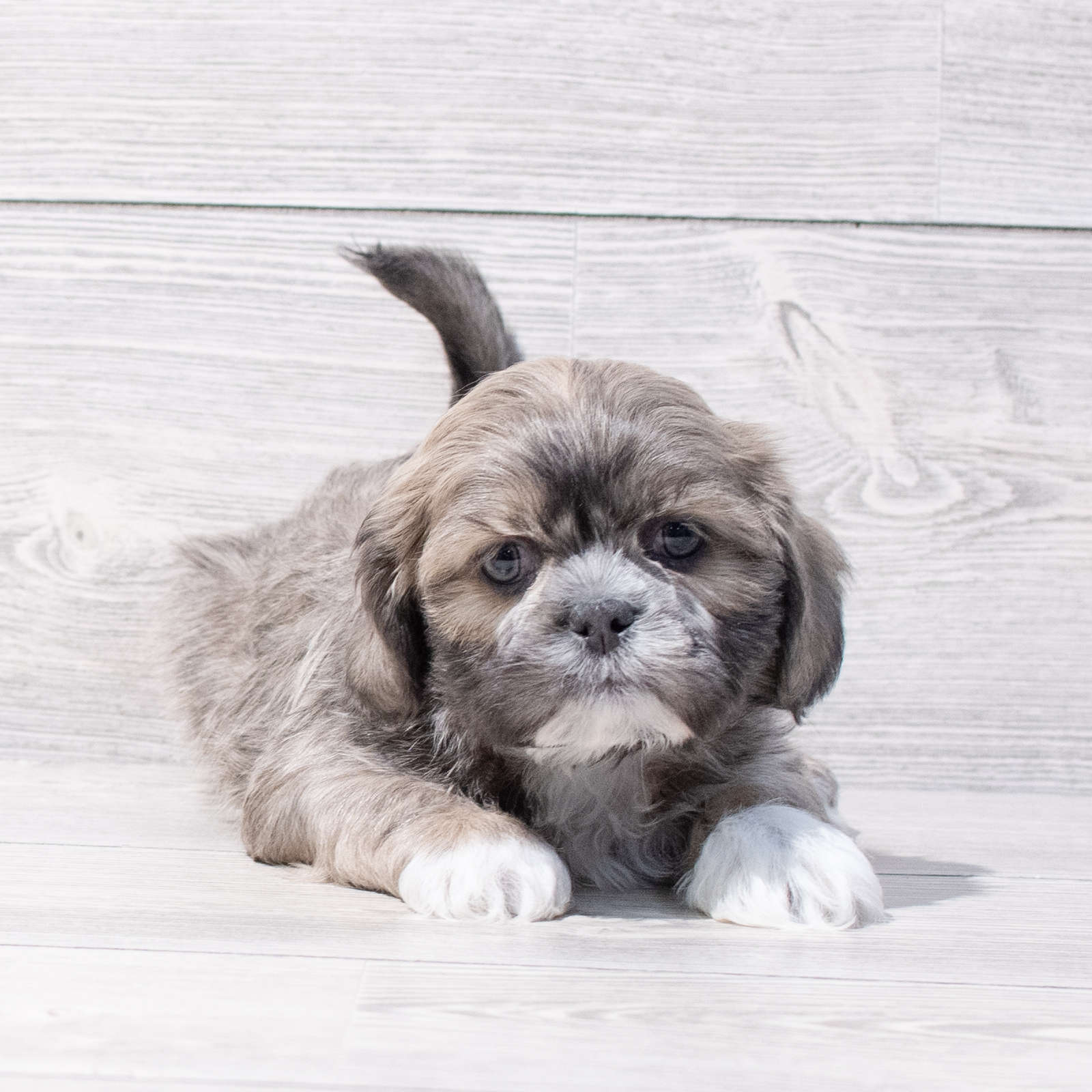 Shih Tzu (M) 1731 Image #1