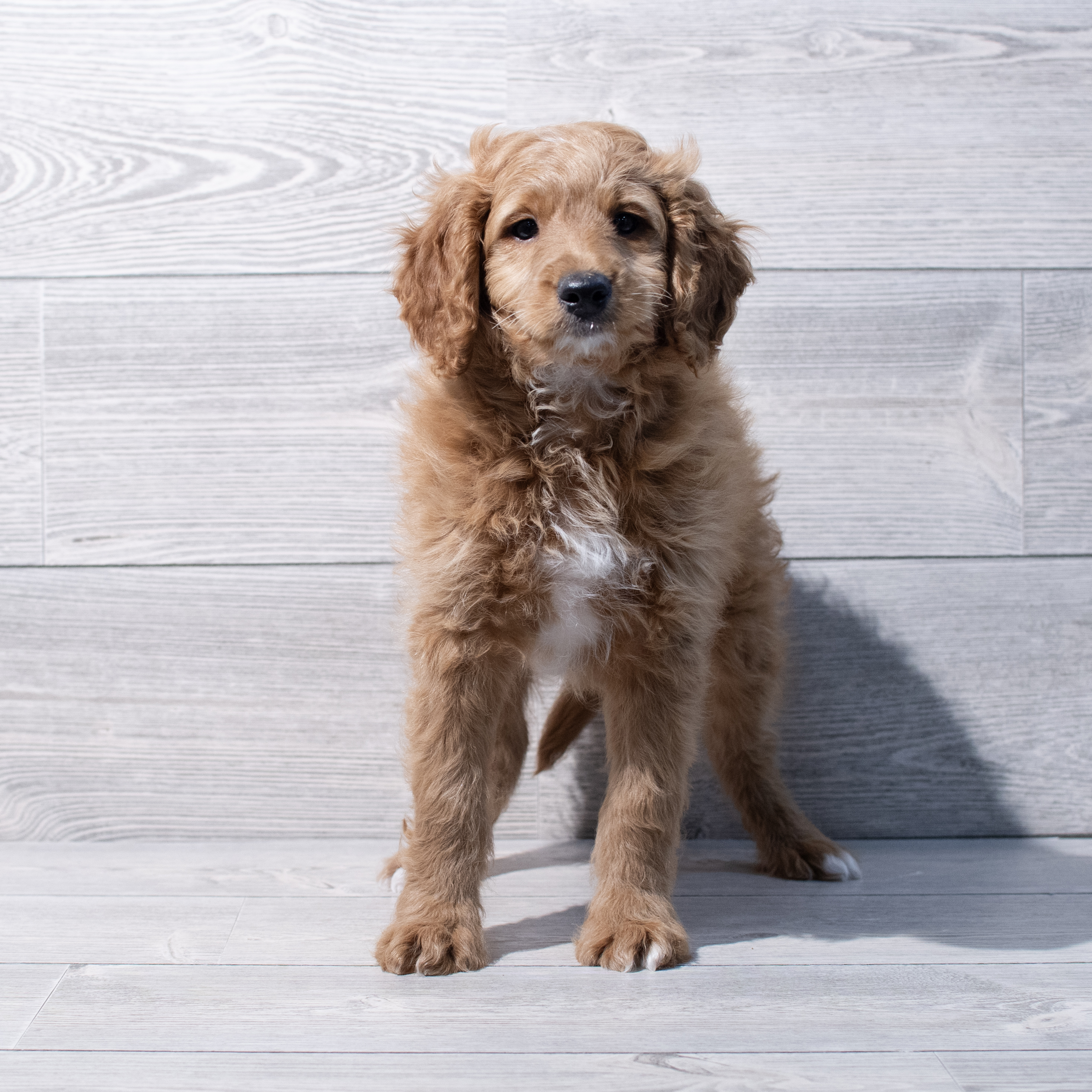 Goldendoodle Mini (M) 1749 Image #1