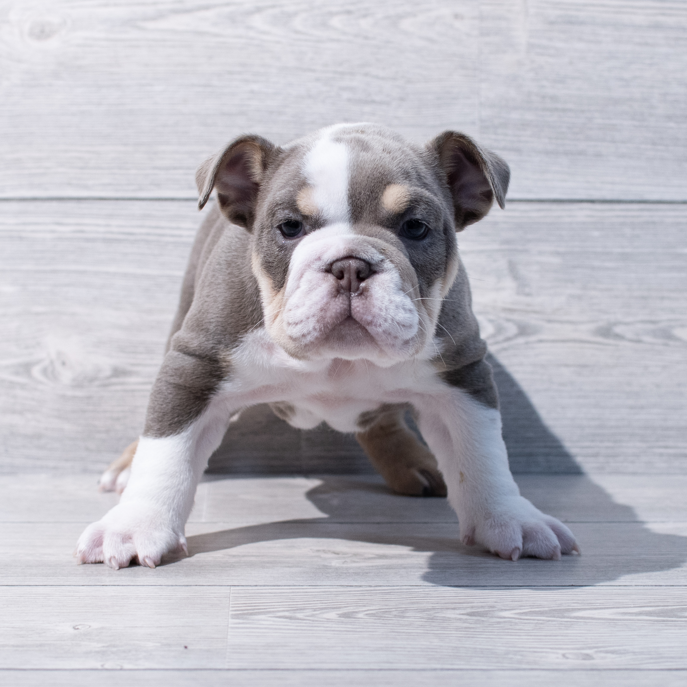Bulldog (F) 1750 Image #1