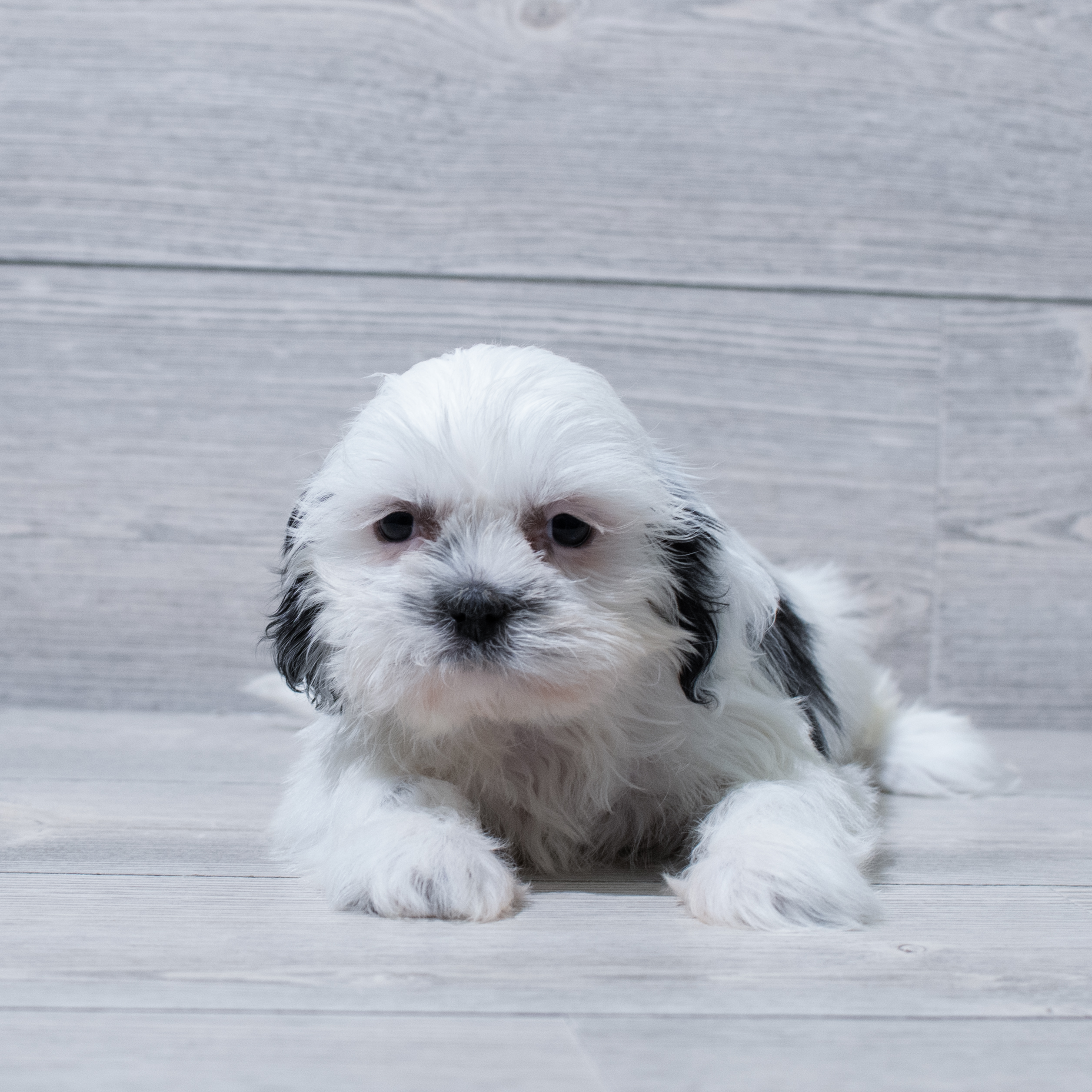 Shih Tzu (F) 5068 Image #1