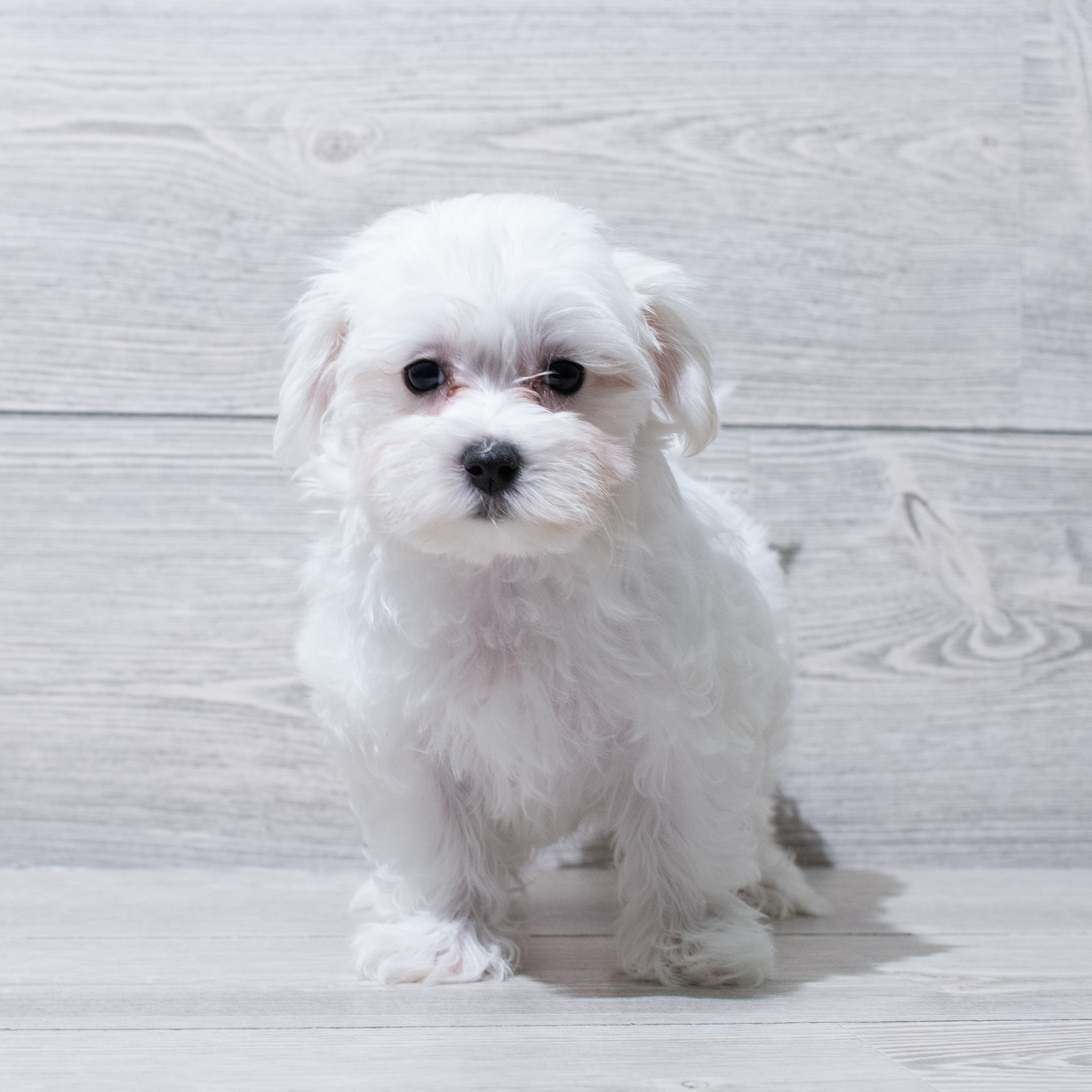 Maltese (M) 5073 Image #1