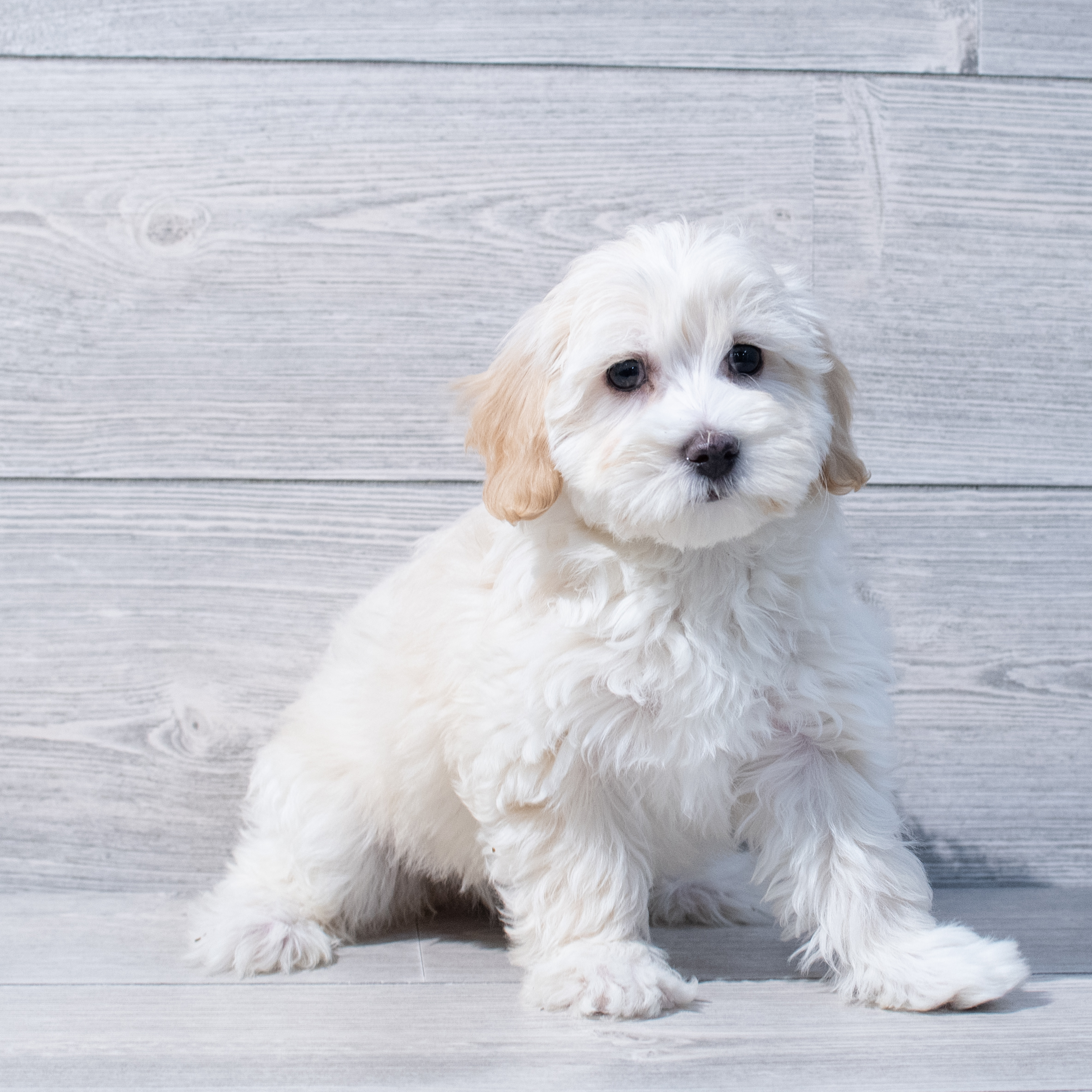 Maltipoo (F) 1759 Image #1
