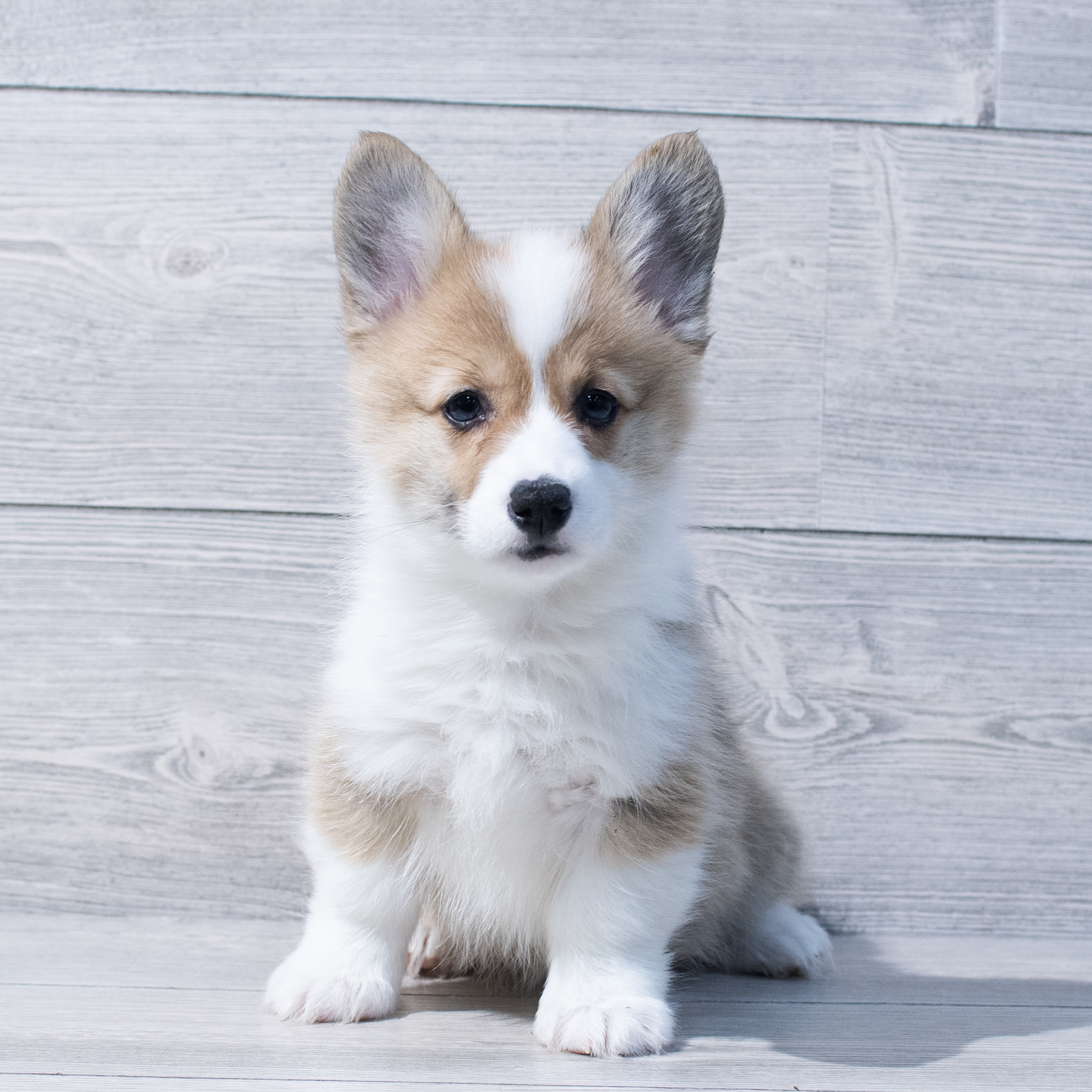 Pembroke Welsh Corgi (F) 1760 Image #1