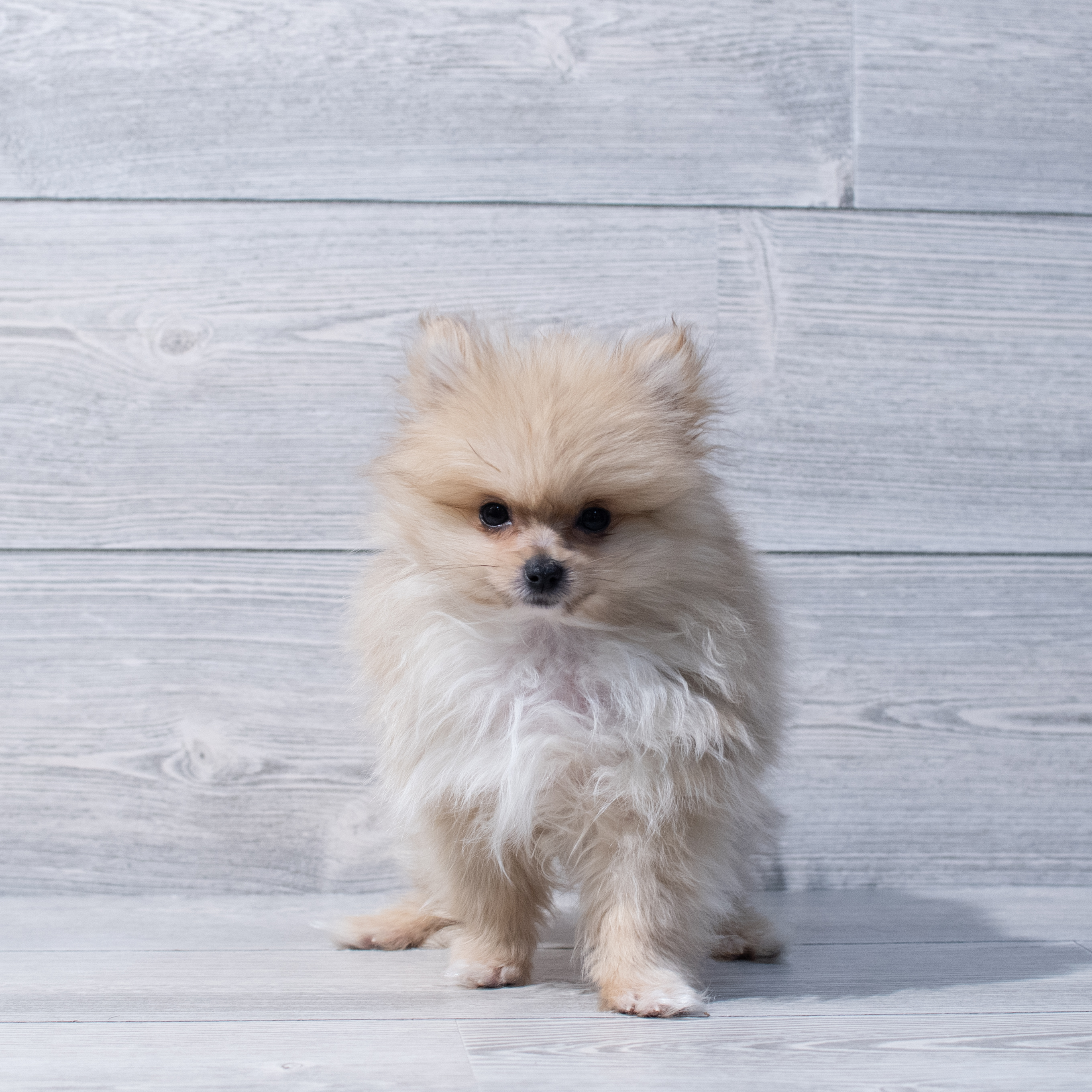 Pomeranian (M-N) 1761 Image #1