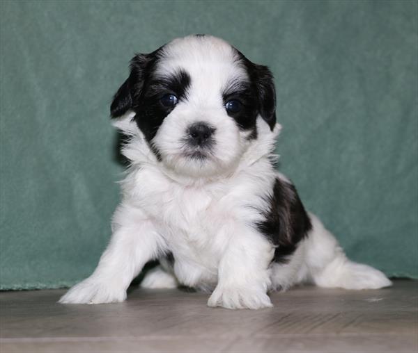 Teddy Bear (M) 5097 Image #2