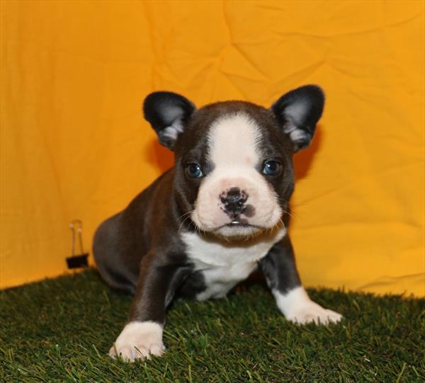Boston Terrier (M) 5081 Image #2