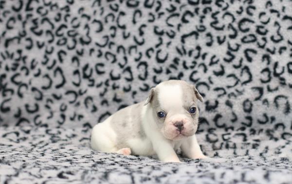 French Bulldog (M) 5100 Image #2