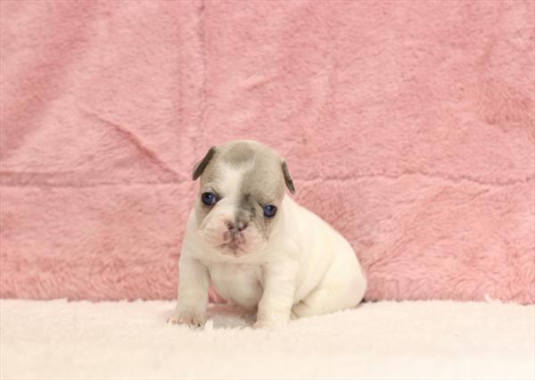 French Bulldog (F) 1779 Image #2