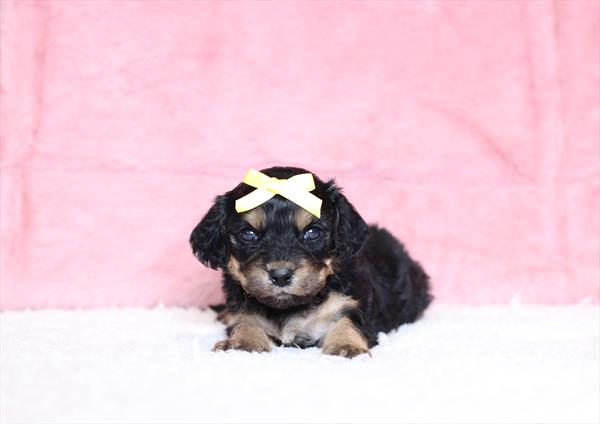 Cavachon (F) 1794 Image #2