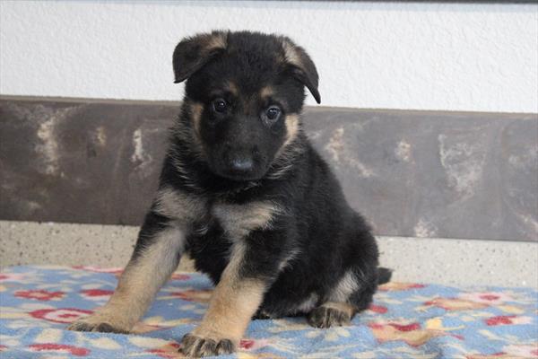 German Shepherd Dog (F) 1776 Image #2