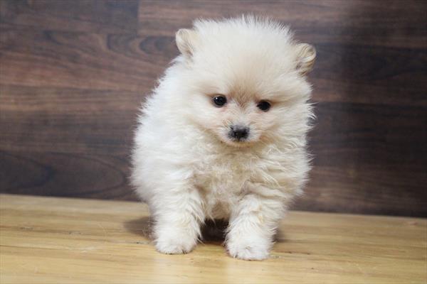 Pomeranian (F) 5124 Image #2
