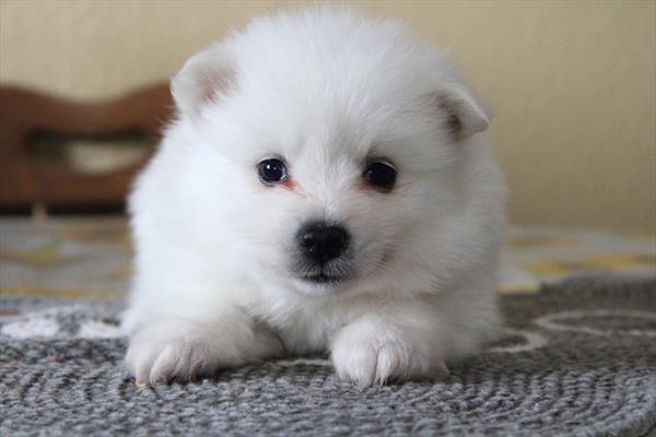 American Eskimo (M) 5090 Image #2