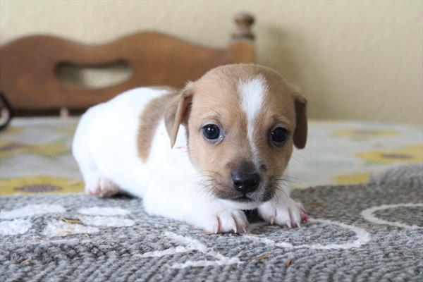 Jack Russell Terrier (M) 5094 Image #2