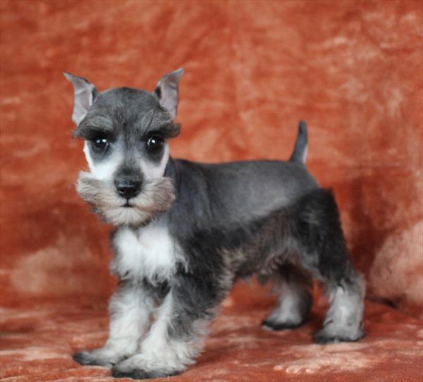Miniature Schnauzer (F) 1766 Image #2