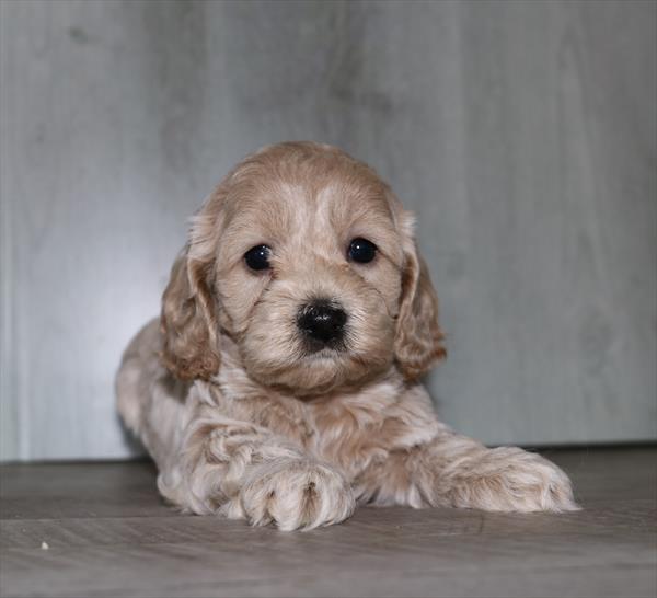 Cockapoo (F) 5102 Image #2