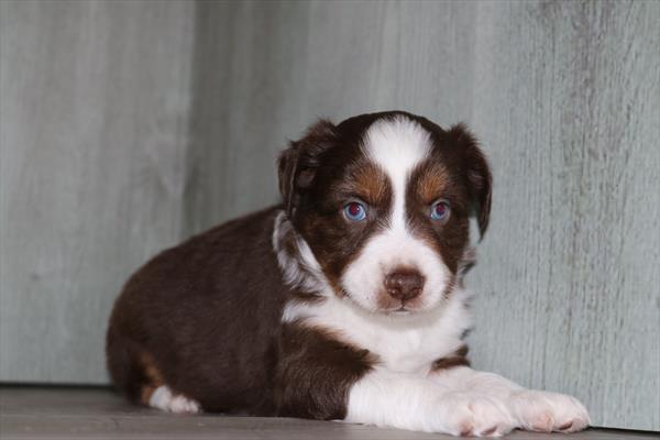Miniature Australian Shepherd (M) 5105 Image #2