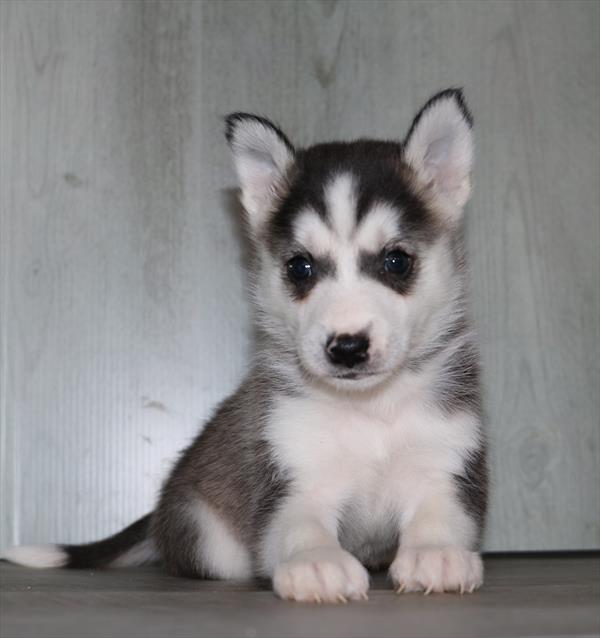 Huskimo (M) 5104 Image #2
