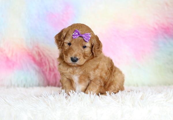 Goldendoodle Mini F1b (F) 1806 Image #1