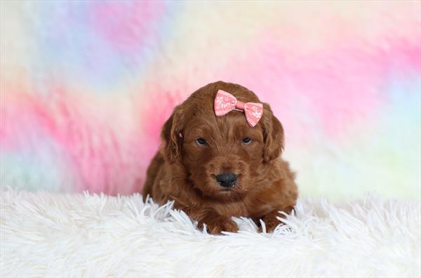 Goldendoodle Mini F1b (F) 5128 Image #1