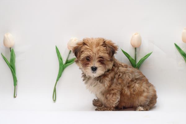 Morkie (M) 1768 Image #2