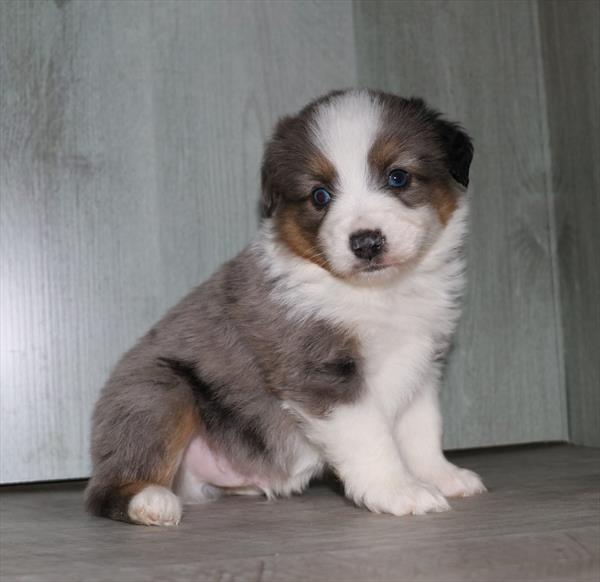 Miniature Australian Shepherd (M) 1795 Image #2