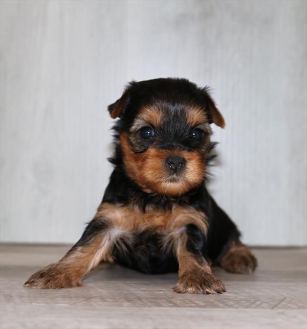 Yorkshire Terrier (F) 1811 Image #1