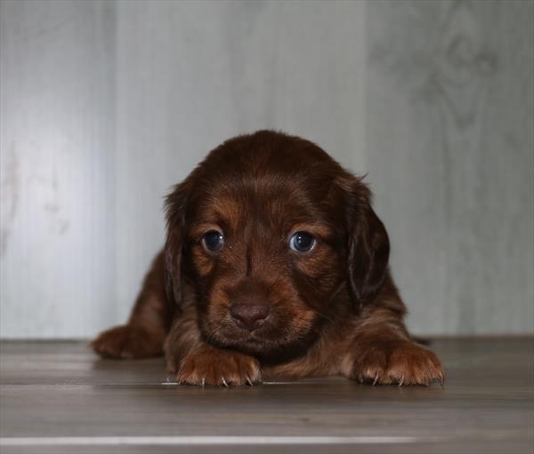 Dachshund (M) 5133 Image #2