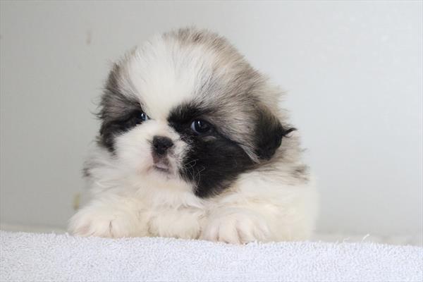 Pekingese (F) 5123 Image #2
