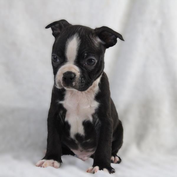 Boston Terrier (M) 1782 Image #2