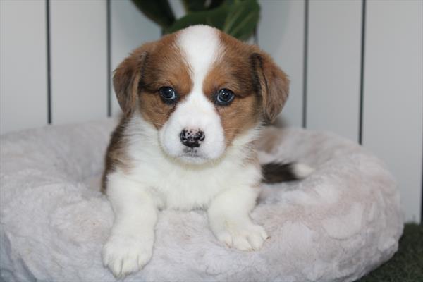 Cardigan Welsh Corgi (F) 5135 Image #1