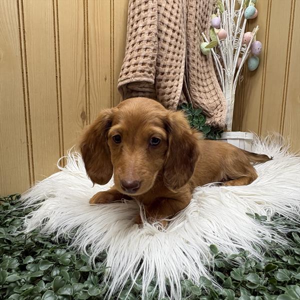 Dachshund (M) 1775 Image #2
