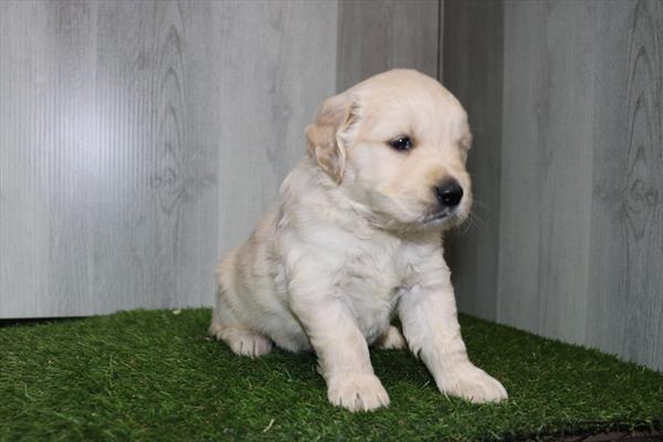 Golden Retriever (M) 1807 Image #1