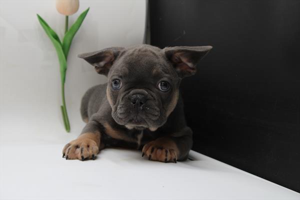 French Bulldog (M) 5091 Image #2