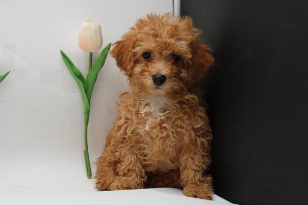 Poodle Mini (M) 5095 Image #2