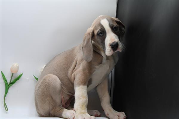 Great Dane (F) 5093 Image #2
