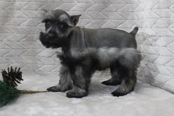 Miniature Schnauzer (M) 5103 Image #2