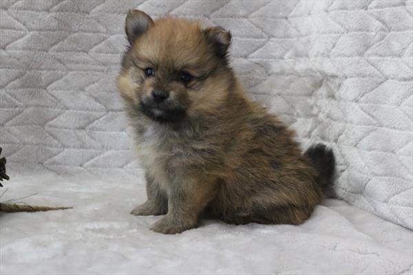 Pomeranian (M) 5118 Image #2